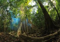 Ancient Trees What You Should Know In Nam Cat Tien National Park Saigonriders 1024x683