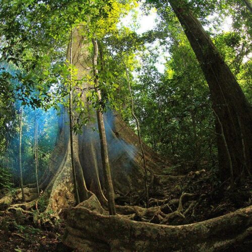 Ancient Trees What You Should Know In Nam Cat Tien National Park Saigonriders 1024x683