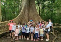 Cay Tung Co Thu Nam Cat Tien Thu Duc Travel