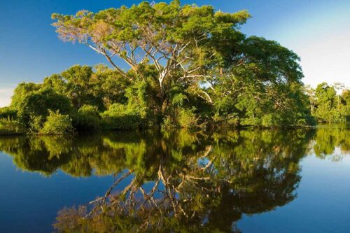 Rừng ngập mặn cần giờ