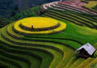 Ruộng bậc thang mộc châu