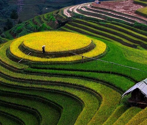 Ruộng bậc thang mộc châu