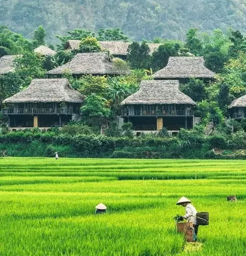 Mai châu hoà bình