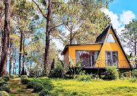 Rừng thông bản áng