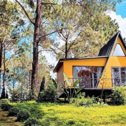 Rừng thông bản áng