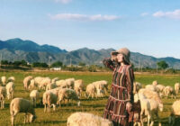 đồi cừu an hoà